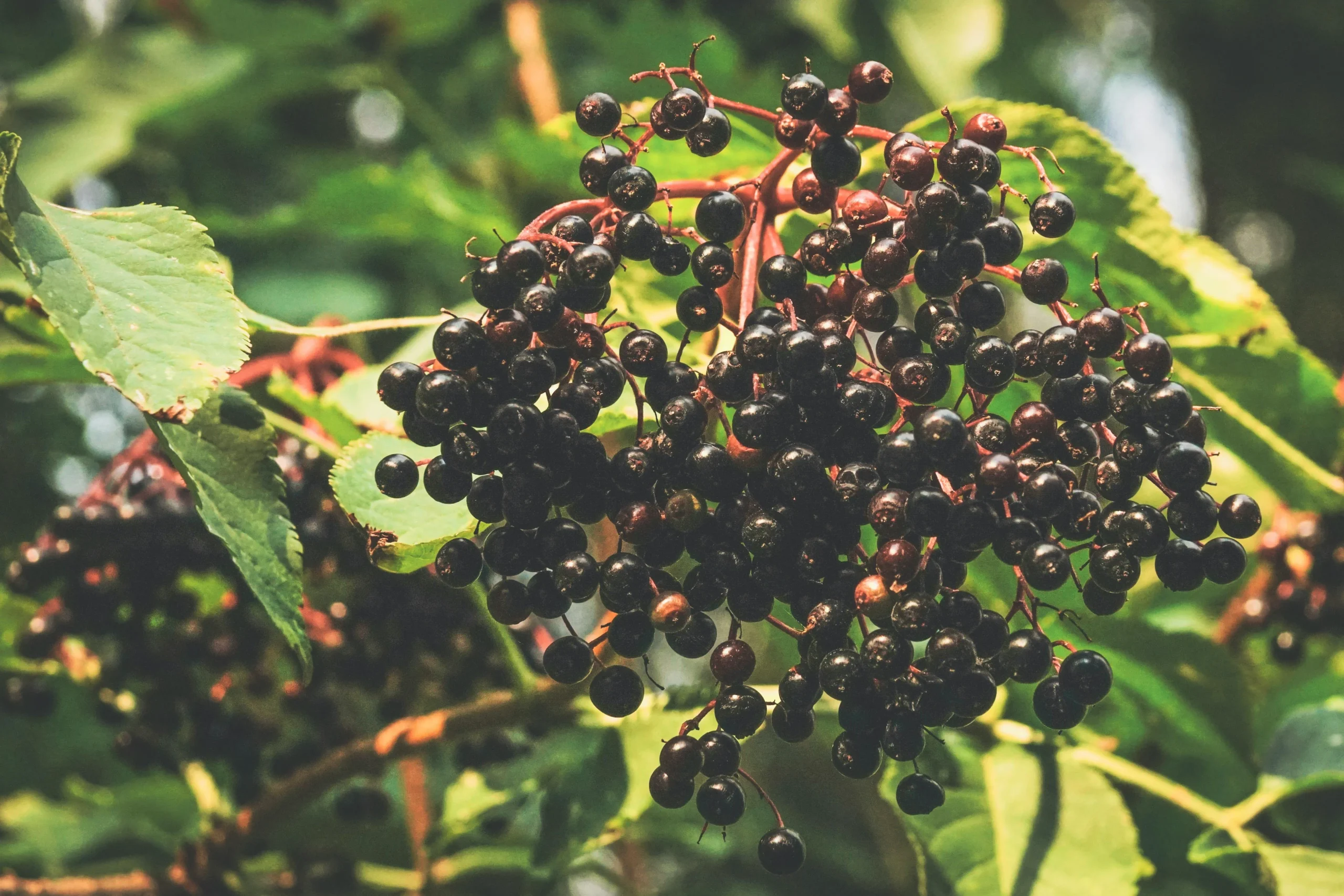 of_antioxidant_rich_foods_like_berries