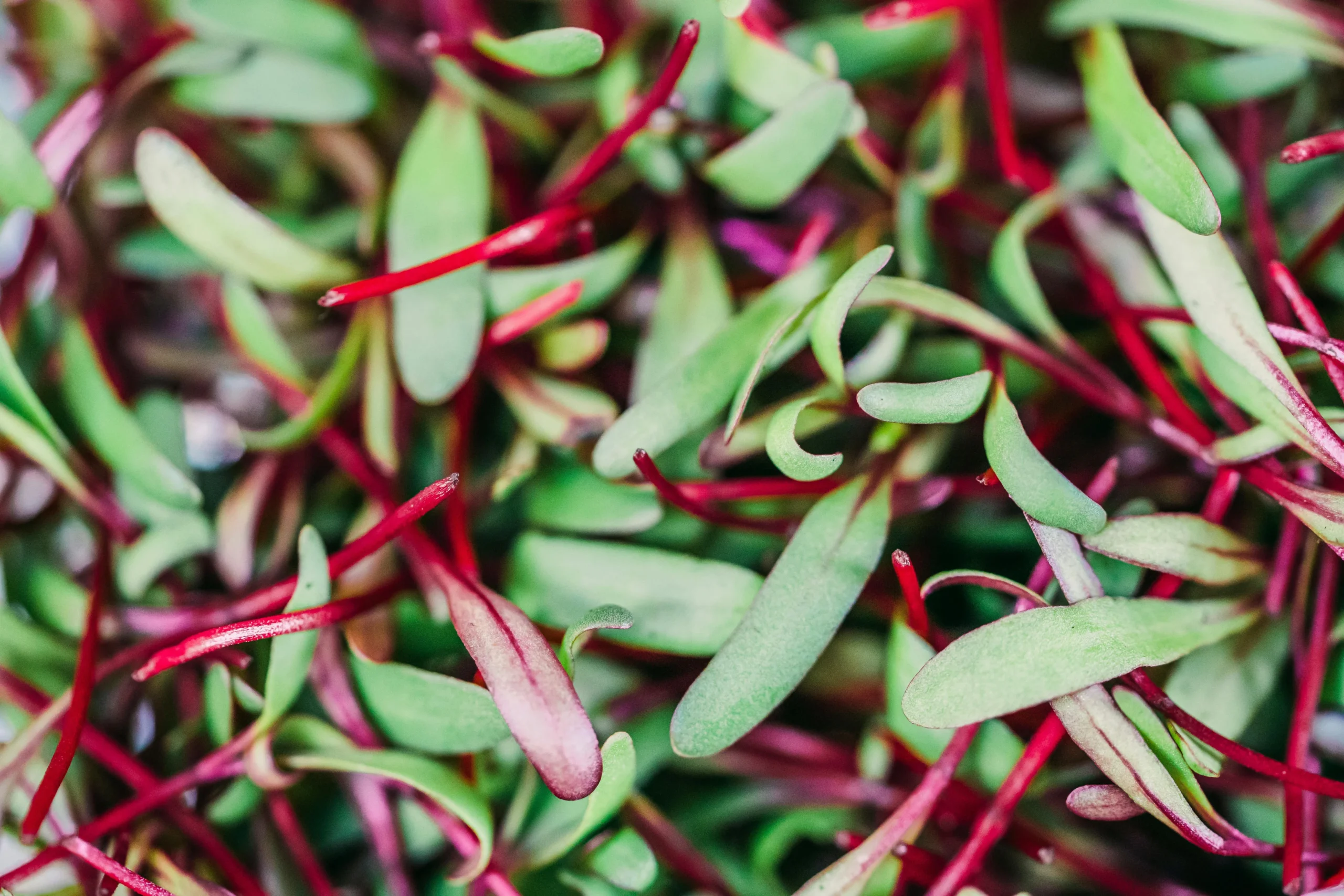 of_detox_friendly_foods_like_leafy_greens