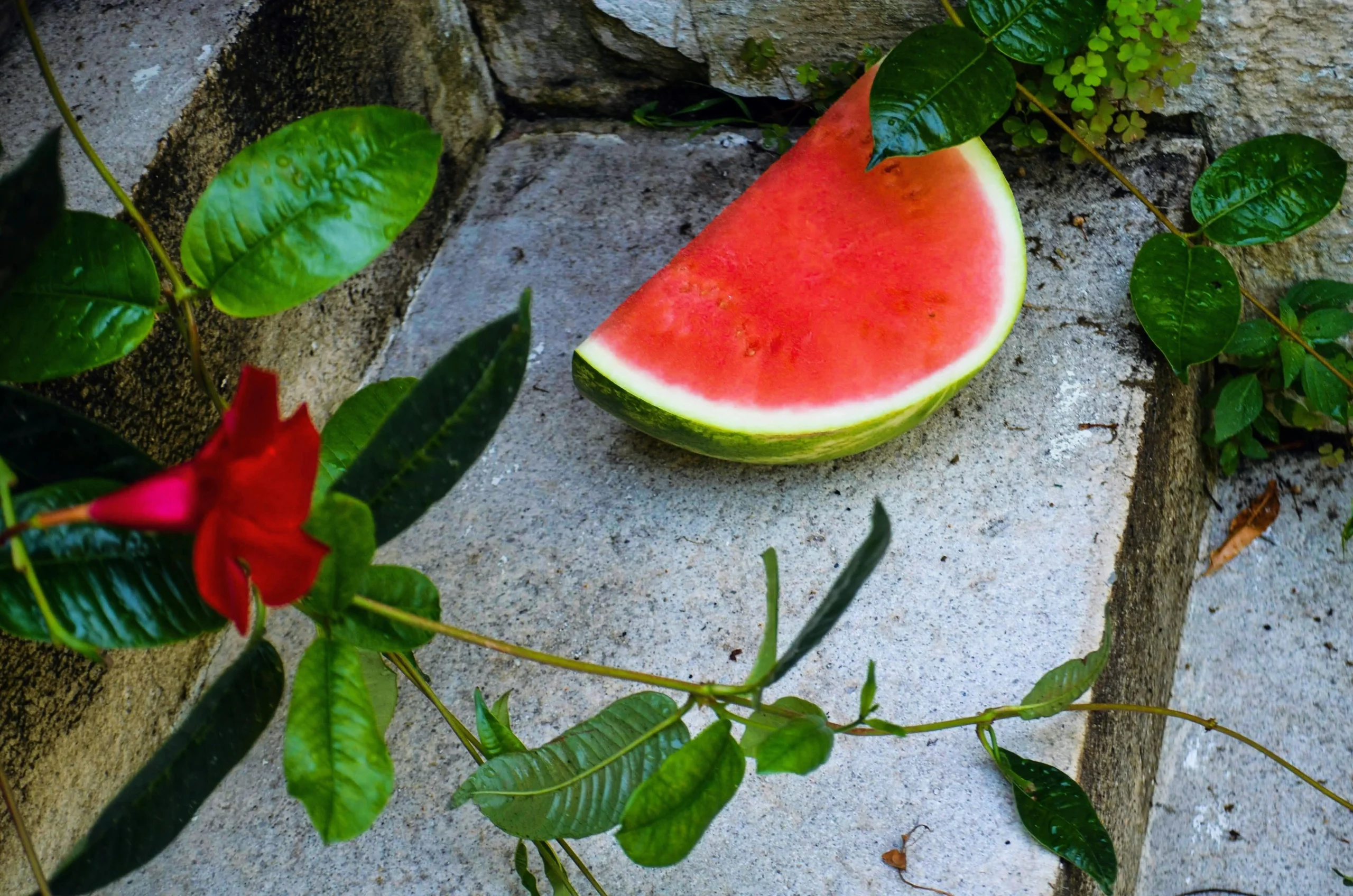 of_hydrating_foods_like_watermelon