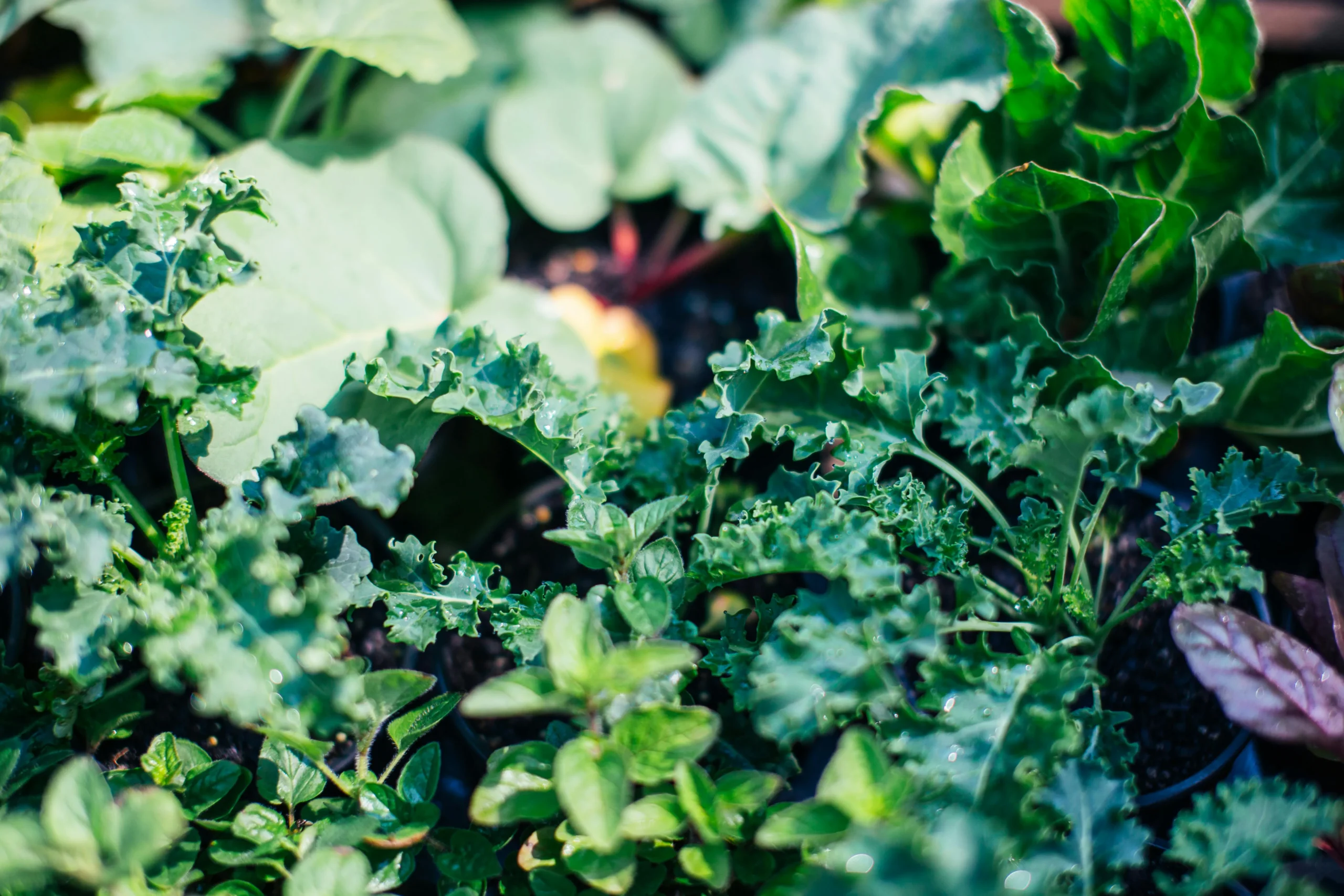 of_a_green_smoothie_made_with_kale