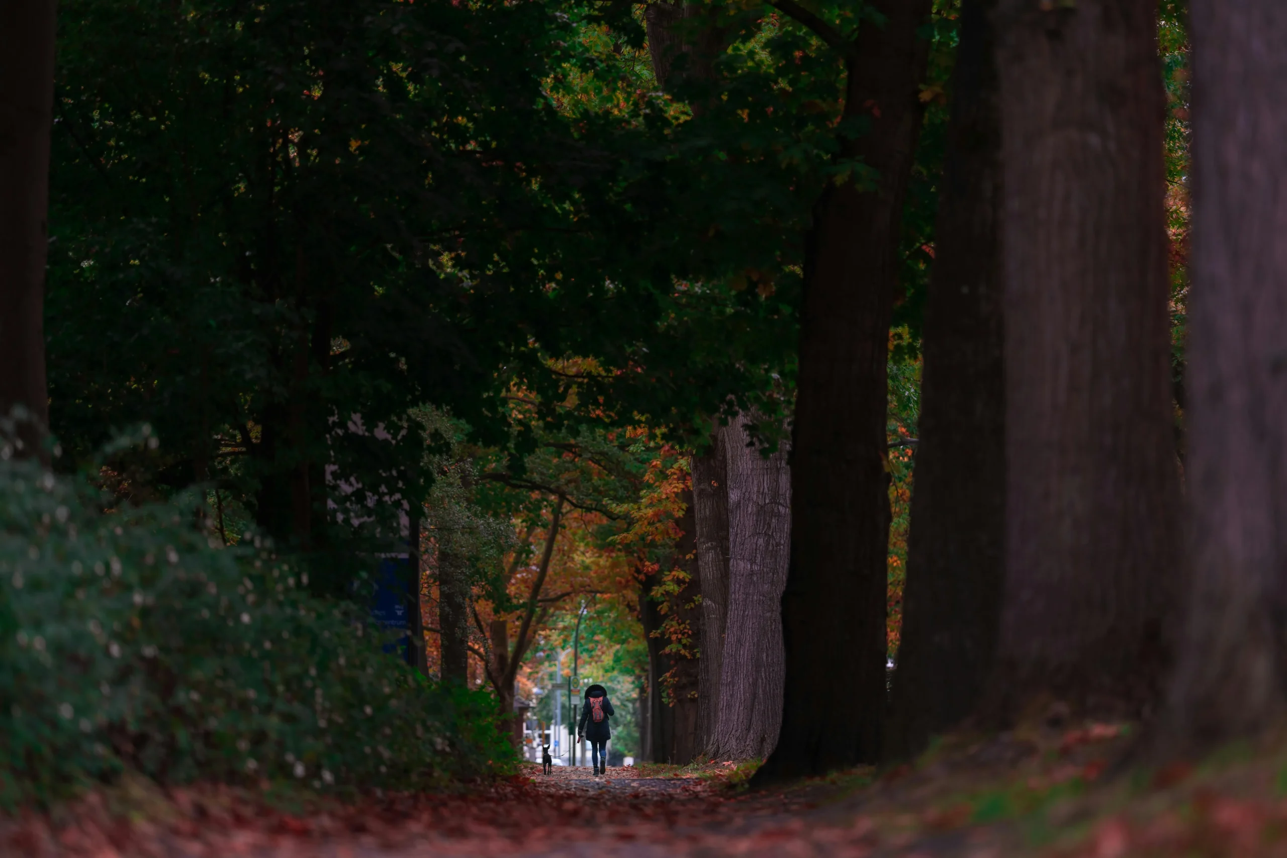 of_a_person_walking_briskly_through_a_serene_park_with_trees_and_pathways__Create_an_ultra_realistic_image_with_perfect_contrast_by_emphasizing_depth