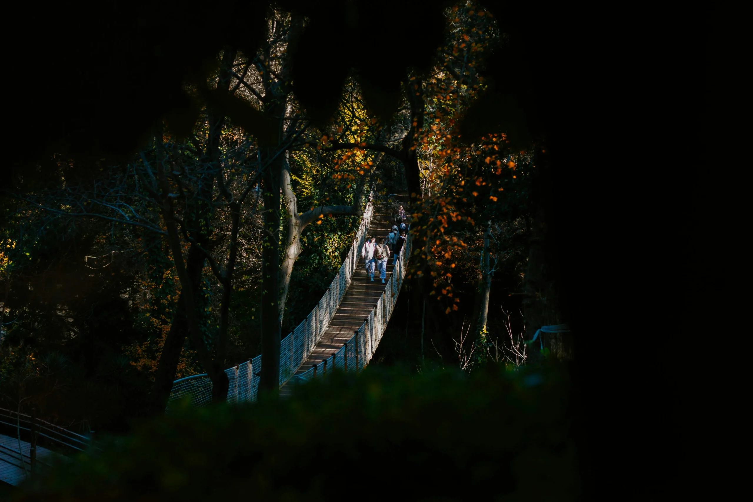 of_a_person_walking_through_a_lush_forest