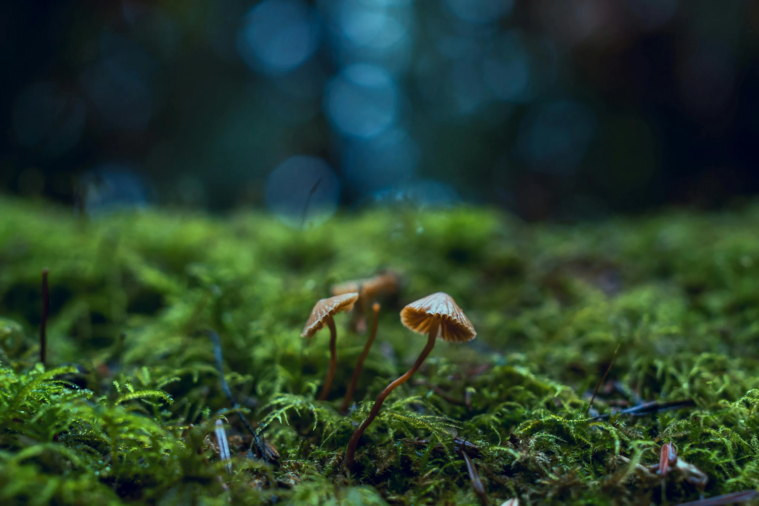 of_medicinal_mushrooms_like_reishi